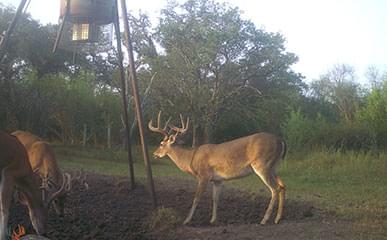 Free Range Whitetail Deer