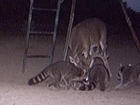 Varmints