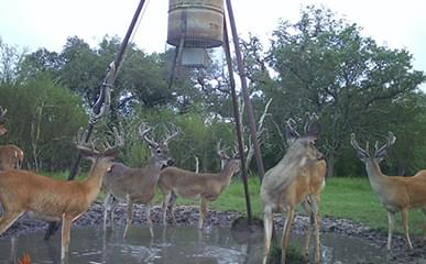 Deer Gallery