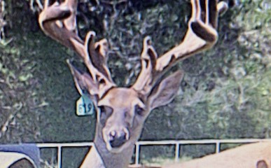 Deer Gallery