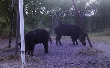 Hogs Gallery
