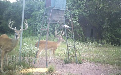 Deer Gallery