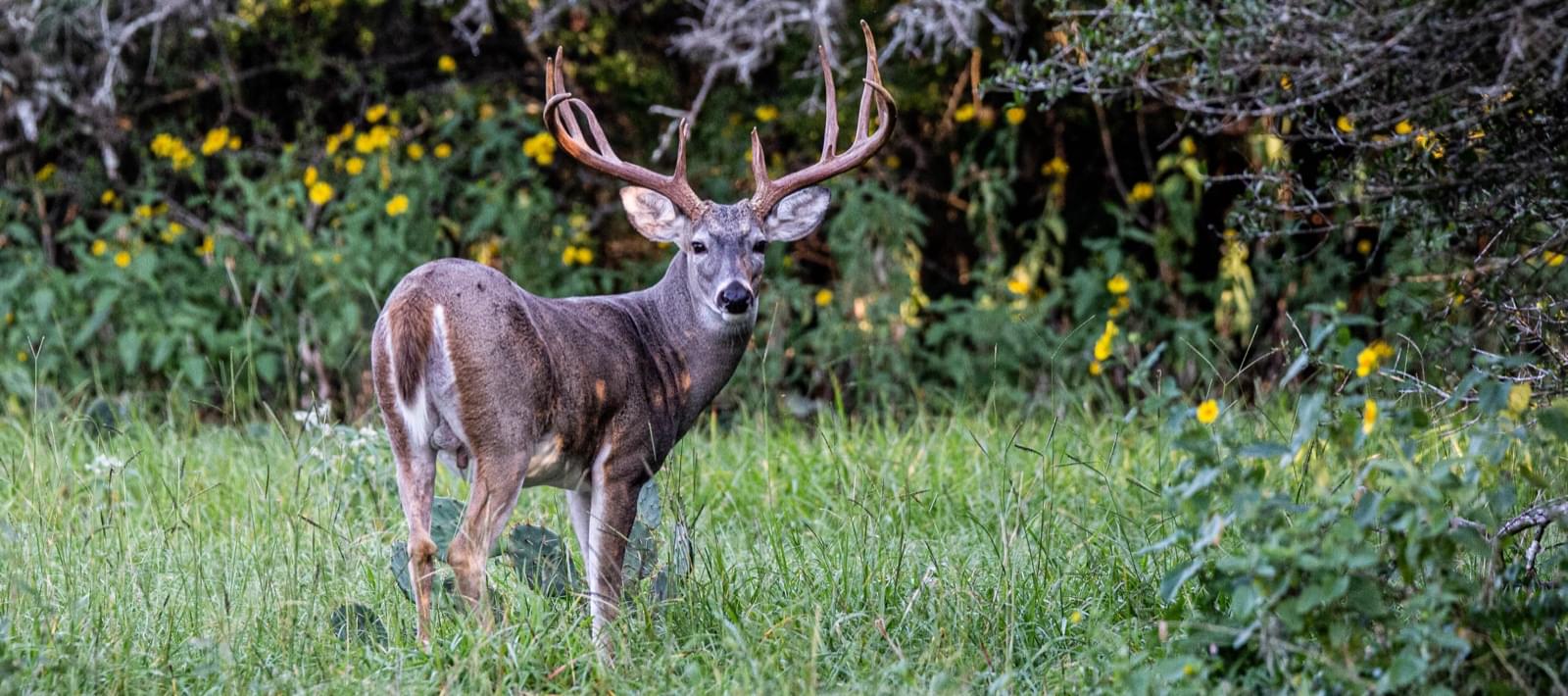 South Texas High Fenced Whitetail Deer Hunting